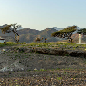 Tales of the Djibouti By Camille Massida